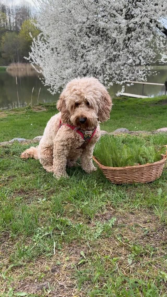 Instagram post from dumudu_vilnius. This post is in position 9.