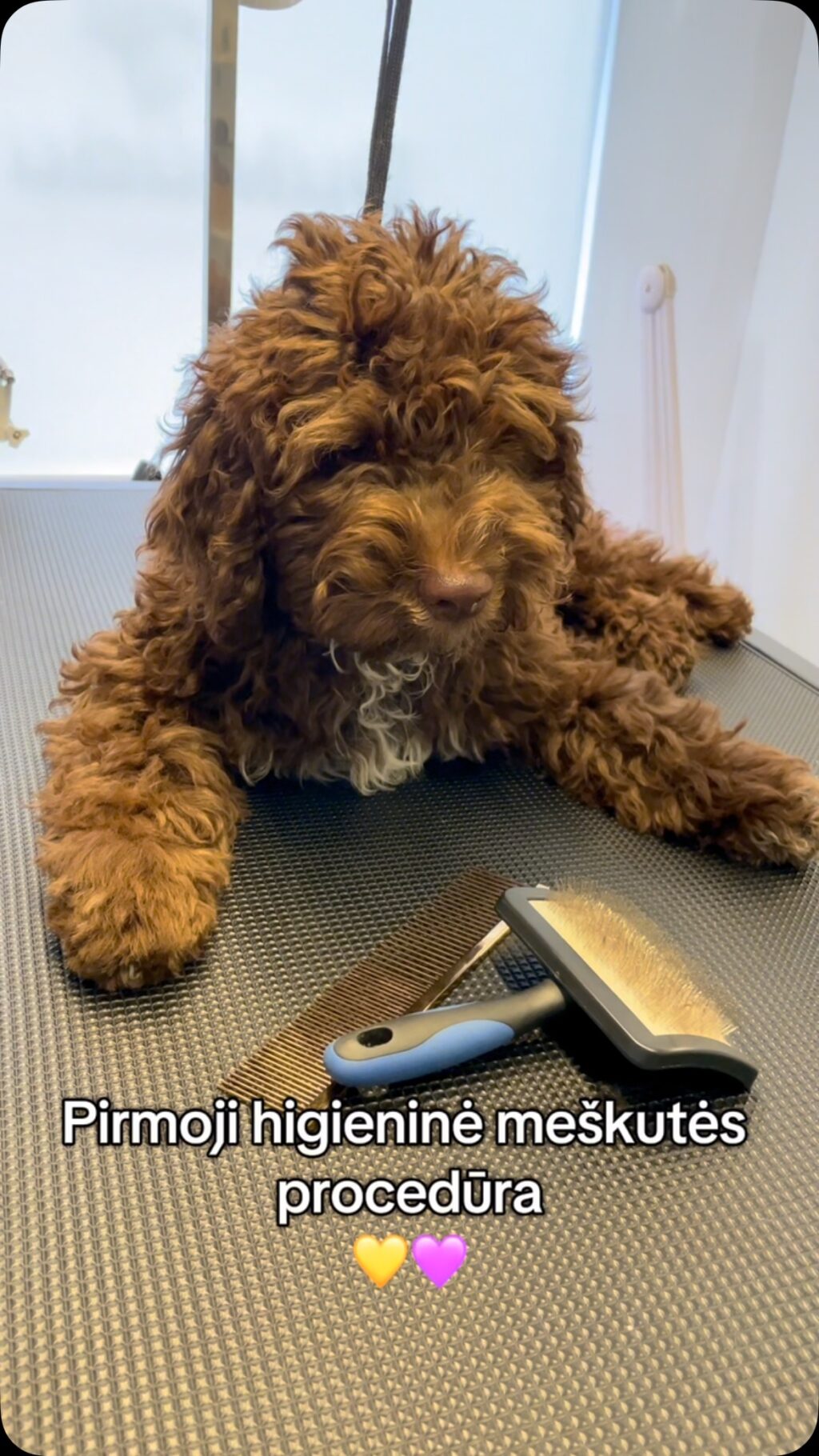 Instagram post from dumudu_vilnius. This post is in position 13.