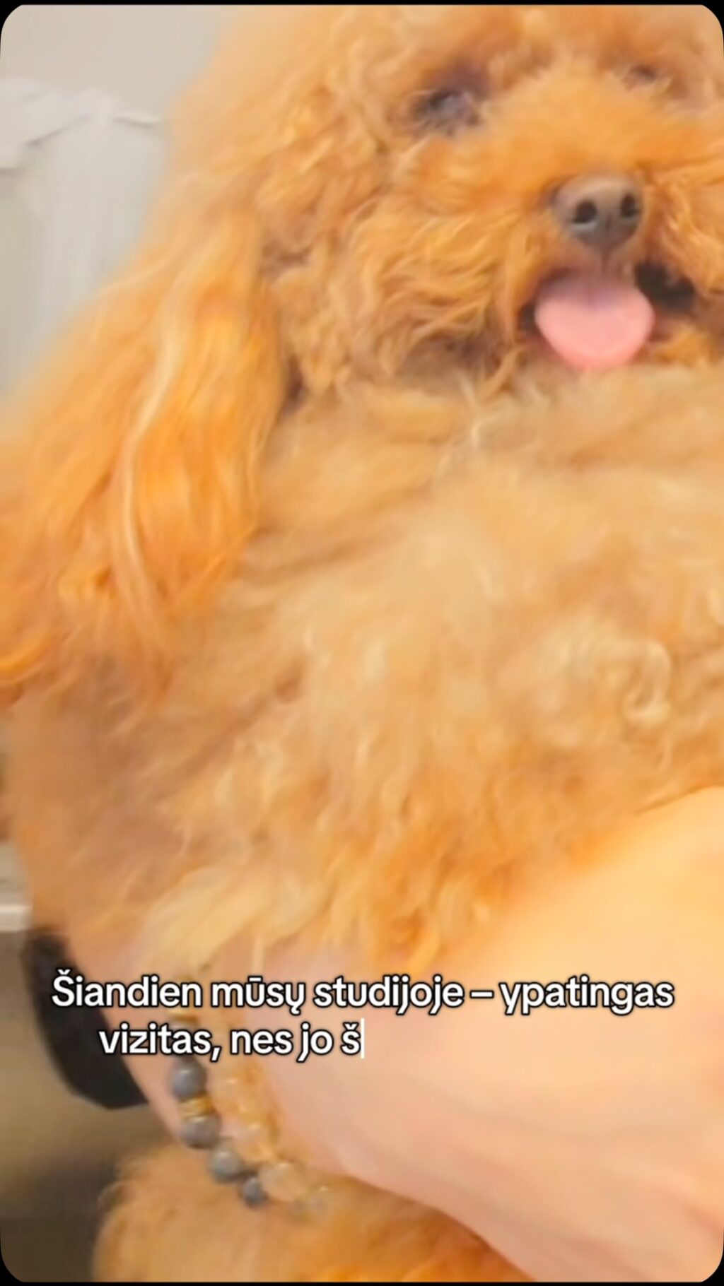 Instagram post from dumudu_vilnius. This post is in position 7.