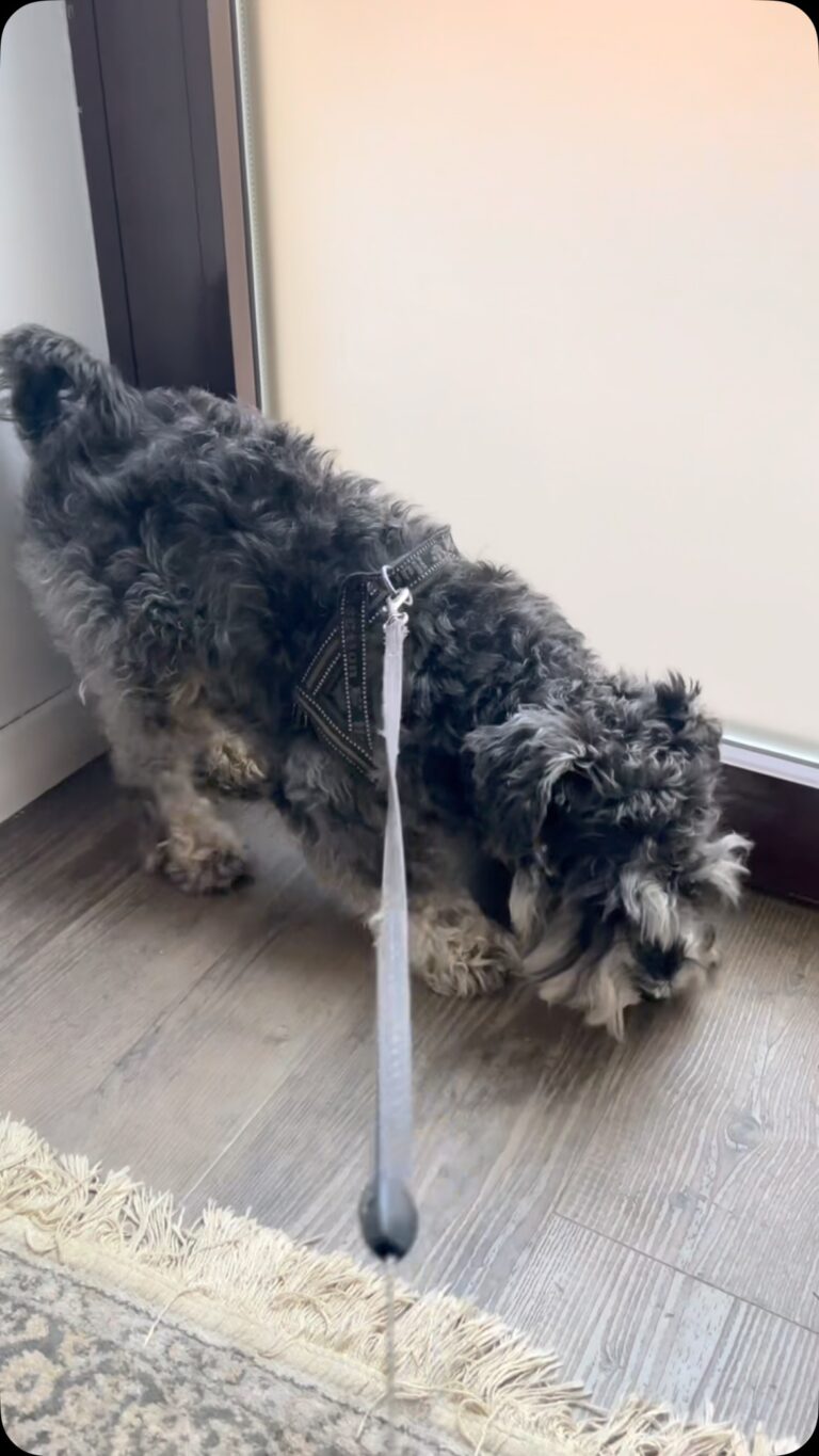 Instagram post from dumudu_vilnius. This post is in position 11.